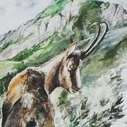 Baita del Camoscio